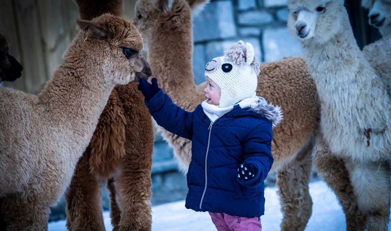 Alpaca s Farm in Valdidentro Nira Mountain Resort