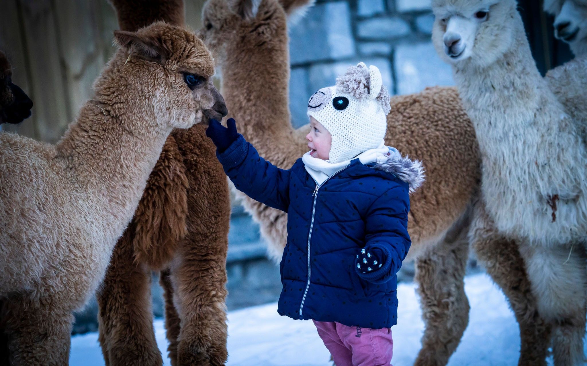 Alpaca's farm